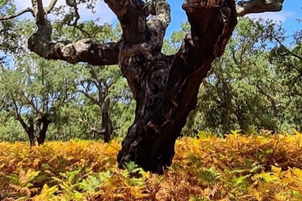 Alto Das Vinhas Lovers - Сезімбра Екстер'єр фото